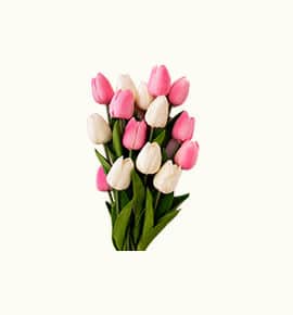 Carnation